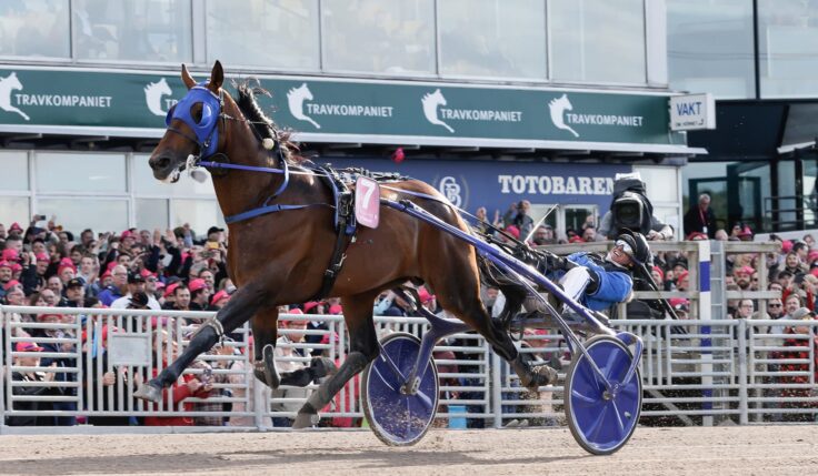Hästarna som tar flyget till Solvalla 